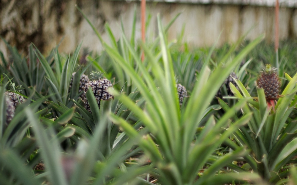 Ananas