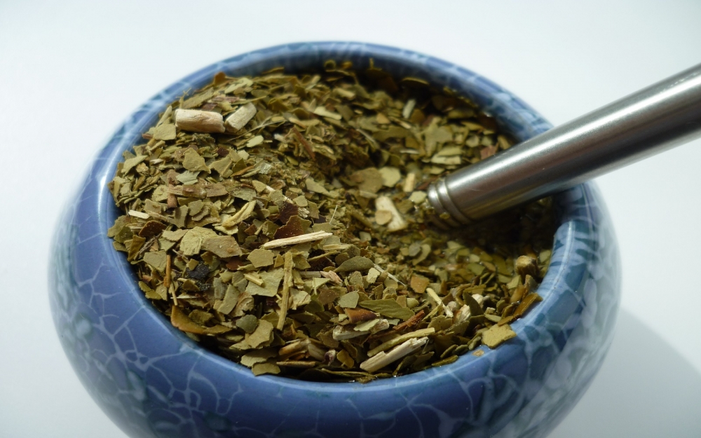 Yerba Mate, Ilex Paraguariensis
